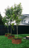 Bray 360 Corten Steel Planter